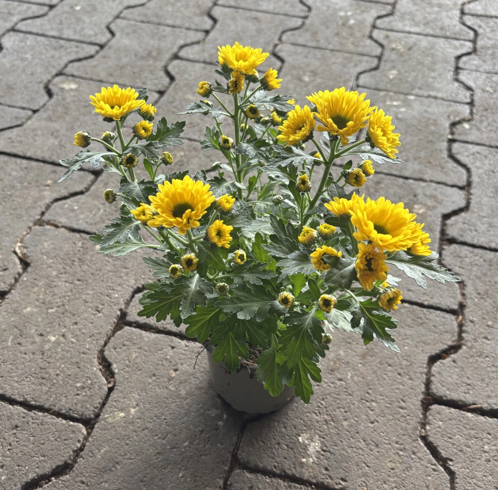 Chrysantheme, 1 Trieber Cover